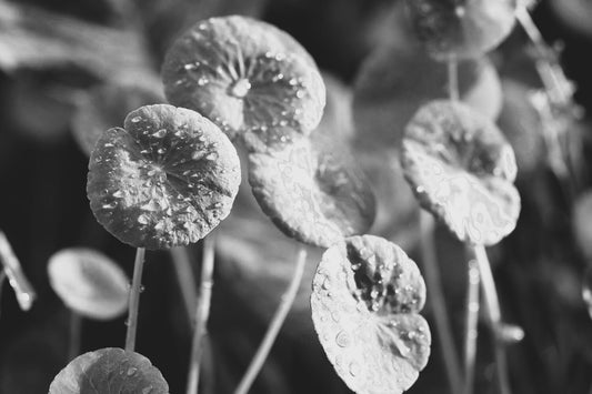 Centella Asiatica: het natuurlijke wonder voor je huid